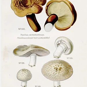 Horse shoe mushroom 1891