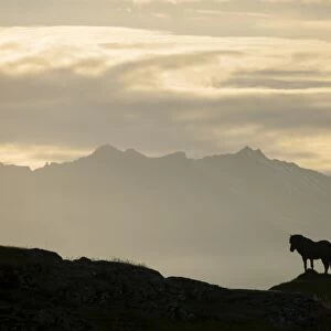 Iceland horse, silhouette, south-eastern coast, Iceland, Europe