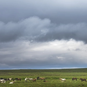 Icelandic horse herd on the gras field