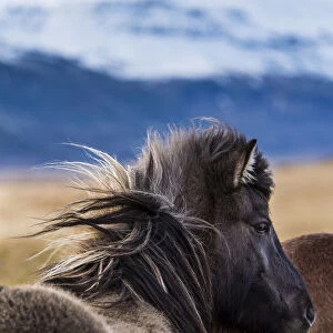 Icelandic horse, rear view, Vik, Iceland