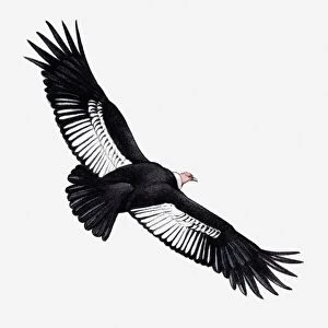Vultures Collection: Andean Condor