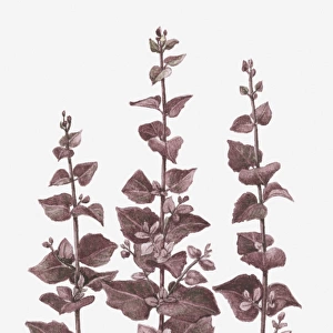 Illustration of Atriplex hortensis var. rubra (Red Orache) bearing purple leaves on tall stems
