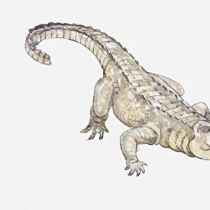 Illustration of a crocodile