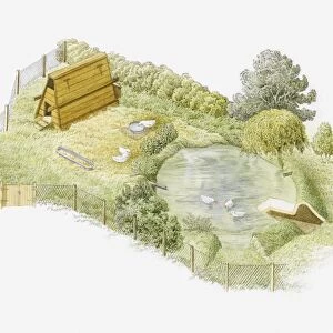 Illustration of ducks being kept in a duck run on farm with a duck house and pond enclosed by a mesh fence