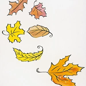 Illustration of falling autumn leaves of various shapes and sizes