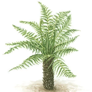 Illustration of fern with green leaves, fronds and thick trunk