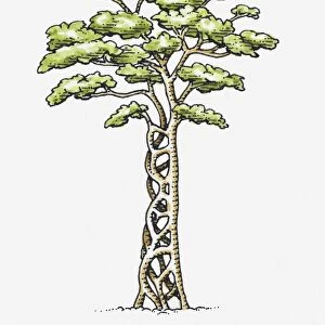 Illustration of Ficus sp. (Strangler fig) wrapped around a host tree