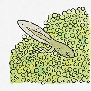 Illustration of green tadpole blending in with frogspawn
