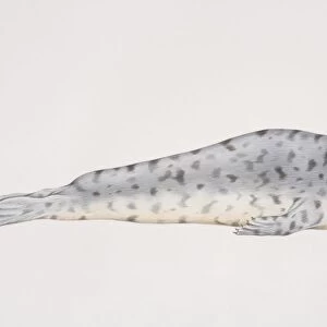 Illustration, Grey Seal (halichoerus grypus) lying on its front, side view