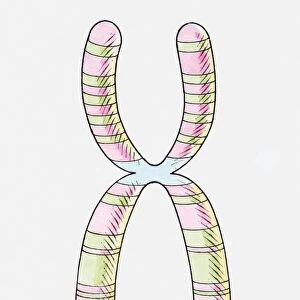 Illustration of human X chromosome