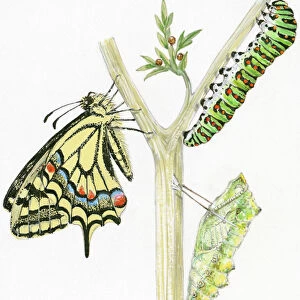 Wildlife watercolors