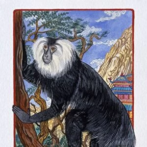 Illustration of Monkey climbing a Tree, representing Chinese Year Of The Monkey