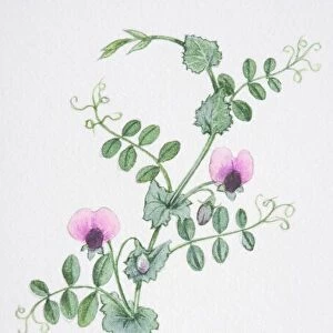 Illustration, Pisum sativum, Wild Pea, single stem with two pink flowers, heart-shaped stipules at base of leaf-stalks, branching tendrils at leaf tips and elliptic leaflets