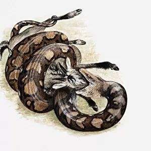Illustration of Reticulated python (Python reticulatus) killing a goat