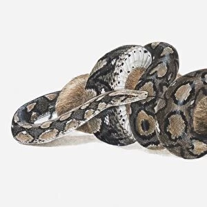 Illustration of a Reticulated python (Python reticulatus) coiled around a wild pig
