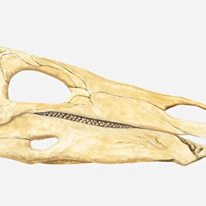 Illustration of the skull of a Stegosaurus, a type of Thyreophoran dinosaur, Jurassic period