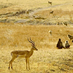 Impala Ram, South Luangwa NP, Zambia