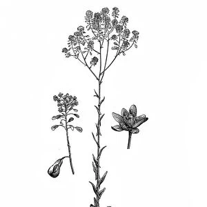 Botanical illustrations Collection: Pencil drawings