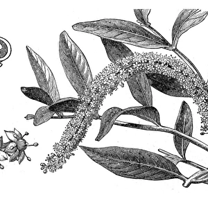 Jaborandi (pilocarpus pennatifolius)