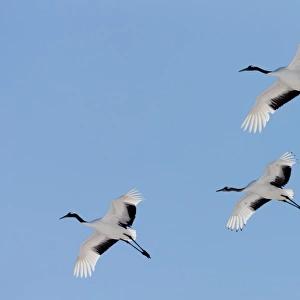 Japanese cranes, Hokkaido, Japan
