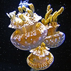 Jellyfish space walk