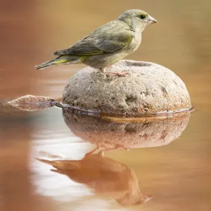 Juvenile European Greenfinch (Chloris chloris), Spain. On a stone reflected in water