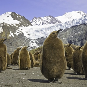 King penguin chicks in colony on beach