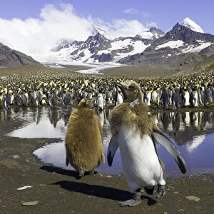 King penguin rookery (focus on two chicks in foreground)