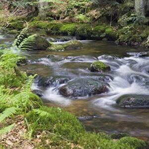 Kleine Ohe forest creek near Waldhaeuser in the Bavarian Forest National Park, Lower Bavaria, Bavaria, Germany, Europe