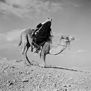 Kneeling Camel