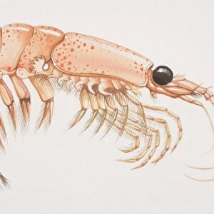 Crustaceans Collection: Krill
