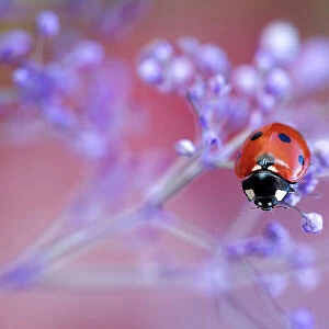 Ladybird climbing among Gypsophila