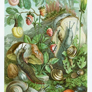 Lamd mollusc chromolithograph 1896