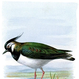 Charadriidae Collection: Northern Lapwing