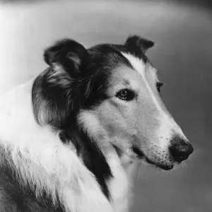 Lassie