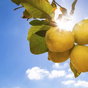 Lemons hanging on a tree, sunlight, backlit, Palma de Mallorca, Llucmajor, Majorca, Balearic Islands, Spain