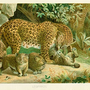 Leopard with cubs chromolithograph 1896