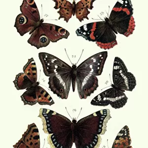 Butterfly Art Prints: Comma