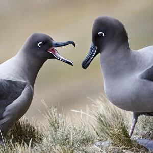 Light Mantled Albatross