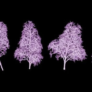 Lilacs (Syringa vulgaris), X-ray