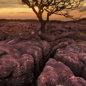 Limestone rocks with tree