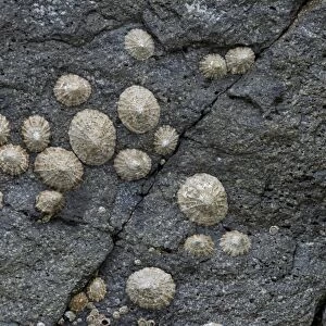 Limpets -Patellidae- growing in the surf zone on rocks, Faroe Islands, Denmark