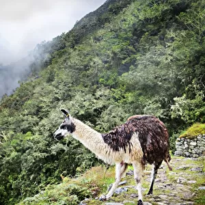 Llama on a Peruvian mountainside
