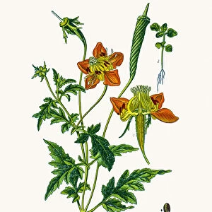 Loasa plant
