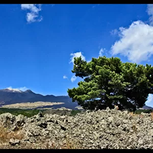 Lonely pine tree on Mt. Etna