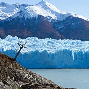 Lonesome tree beside Perito Moreno glacier