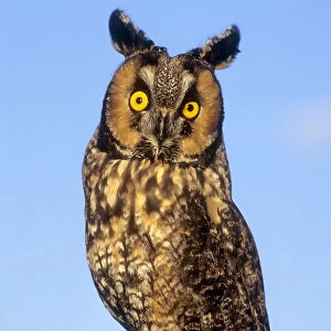 Long ear owl on perch against blue sky