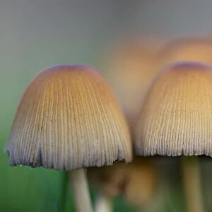 Macro Photograph of Funghi using high Resolution Imaging