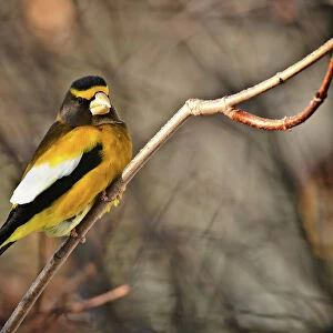 Finches Collection: Evening Grosbeak
