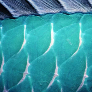 Male Steephead parrotfish (Chlorurus microrhinos) skin, detail